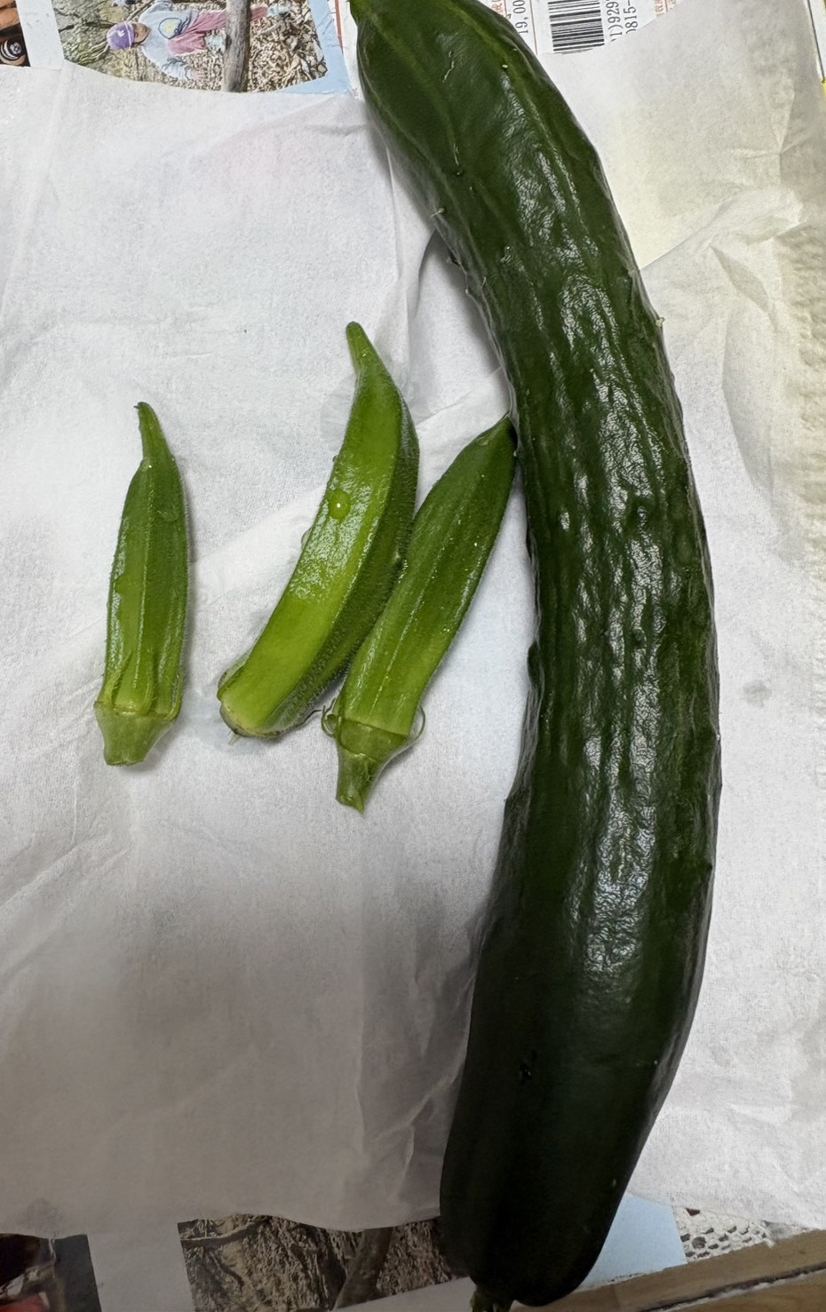 この菜園で実際に収穫した、きゅうり1本とオクラ3本