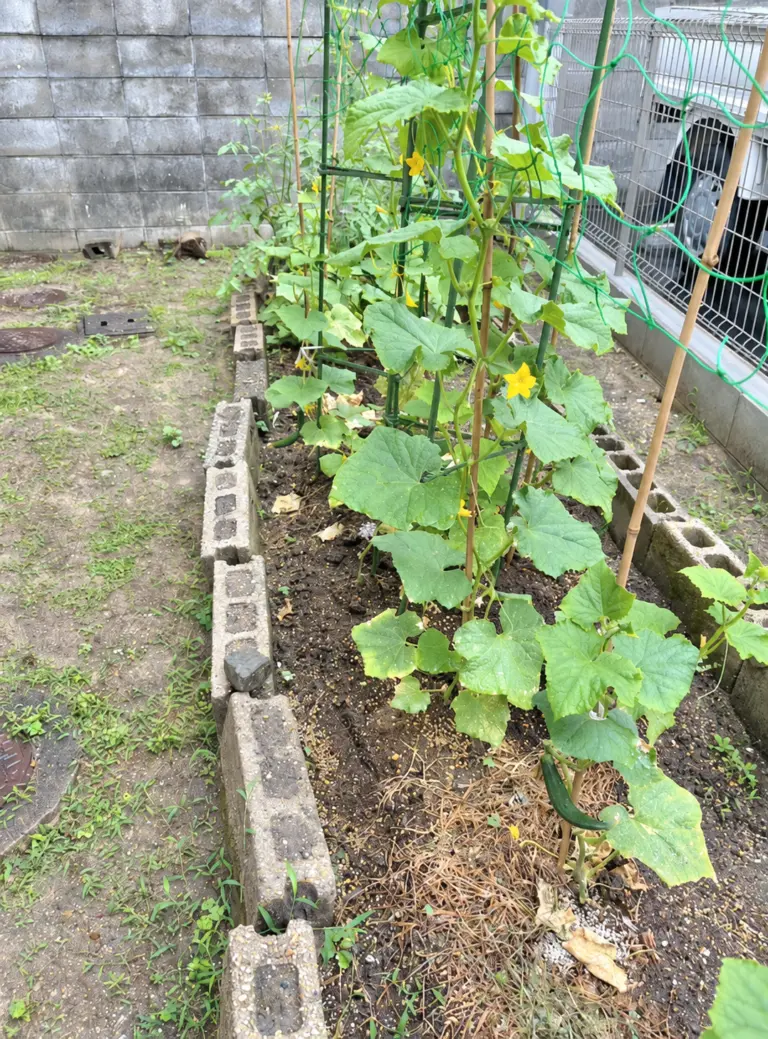 貸家の建物横の小さな空きスペースを古いブロックの再利用で家庭菜園にしたSpace Greenの活用事例